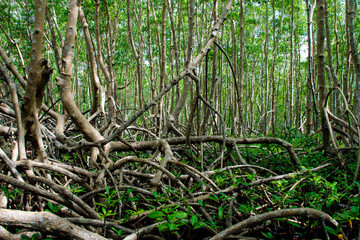 Forêt de palétuvier, mangrove, Guadeloupe