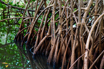 Racine de palétuviers, mangrove, Guadeloupe