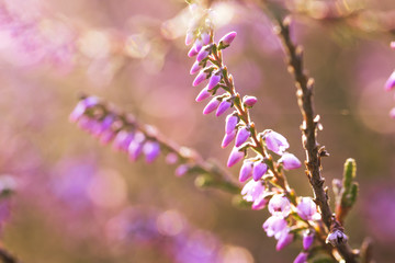 lila blühendes Heidekraut, Westruper Heide, Haltern am See