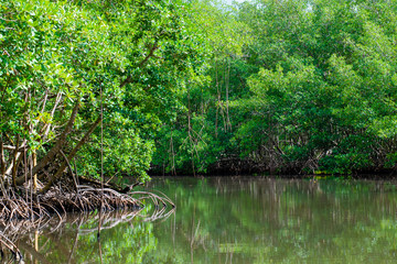 Mangrove, canal des Rotours