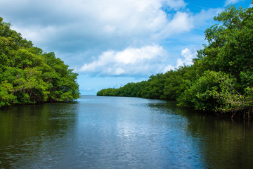 Jonction mer et mangrove, Guadeloupe