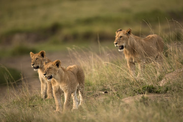 Lion cubs looking in one direction at Masai Mara, Kenya