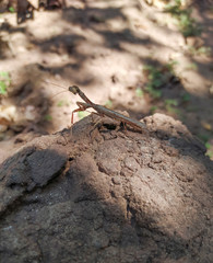 Mantis religiosa posando sobre piedra 