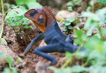 A green forest lizard has the ability to change colour.