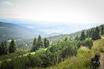 Fototapeta na wymiar One of the view in mountain Krkonose. Amazing very nice nature in czech republic.