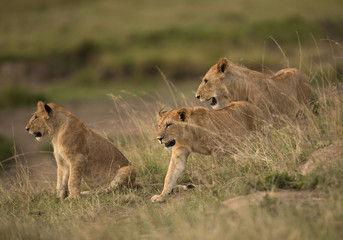Lion cub in the grassland, Masai Mara, Kenya