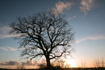 Fototapeta na wymiar kahler Baum im Winter, Trauerkarten