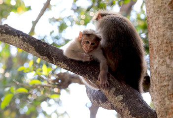 A baby rhesus macaque is feeling very curious.