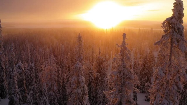 Aerial view from drone of snowy pines of endless coniferous forest trees in Lapland National park, bird’s eye scenery  view of natural landmark in Riisitunturi on winter season at sunset golden light
