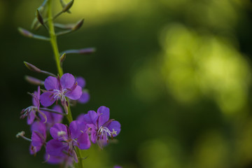 Fototapeta na wymiar purple flowers in the forest