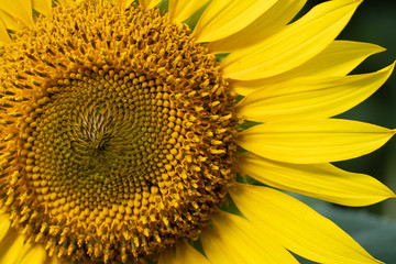 Beautiful sunflowers blooming on the field.