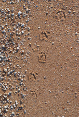 Bird footprints on a sandy beach