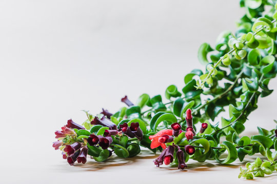 Leafs and blooms of aeschynanthus twister plant on a white background