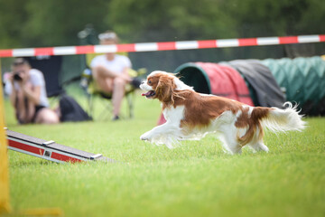 Dog, king charles spaniel in agility in zone Dog, Amazing day on czech agility competition.