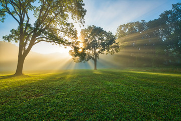 Dreamy sunrise at Naritan Park in New Jersey featuring sun rays beaming through the tree