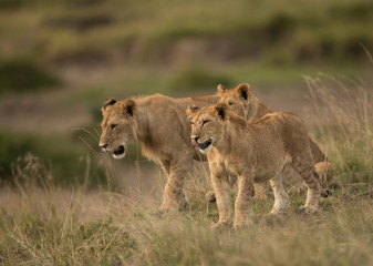 The cubs of lion at Masai Mara