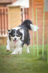 Tricolor border collie in agility slalom on individual intensive training at home.