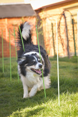 Naklejka na ściany i meble Tricolor border collie in agility slalom on individual intensive training at home.