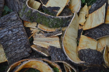 A closeup of freshly cut bark of an apple tree