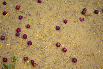 plums on the ground, harvest