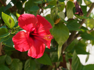 Hibiscus rosa-sinensis - Rote Hibiskusblüten mit Stempel und Staubblättern