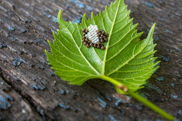 Bugs eggs on green leaf, closeup