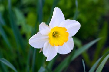daffodils in the garden