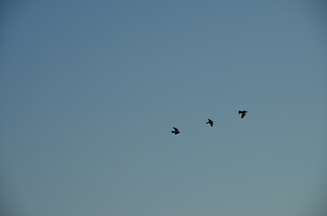 birds in flight