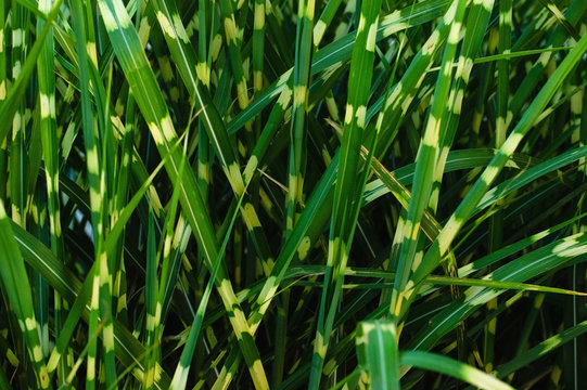 Ornamental plant Miscanthus sinensis Zebrinus. Green striped grass. Beautiful bright background. Decorating your garden...