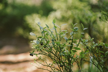 A close up of a flower