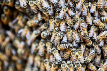 Swarm of Africanized Bees