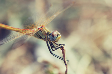 close up of a dragonfly