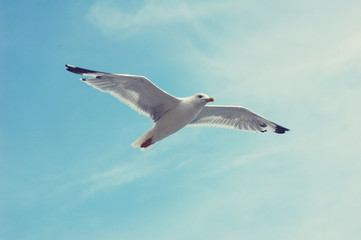 seagull in the blue sky