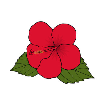 recommend clip art: Red hibiscus tropical flower with leaves. Isolated on white background. Vector illustration.