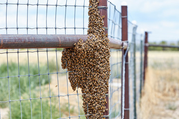 Swarm of Africanized Bees