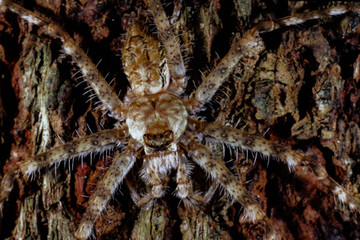 Close-up of a Huntsman Spider (Sparassidae)