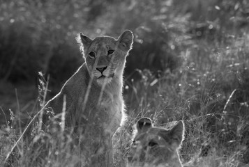 Obraz premium Lions during morning at Masai Mara, Kenya