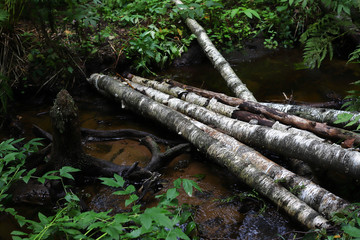 The trunks of the birches are thrown over a mountain stream. Nature. Obstacles.