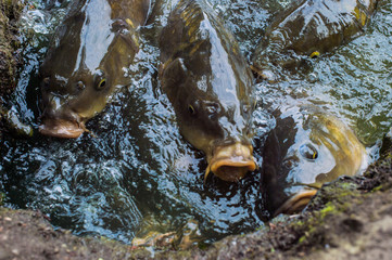a lot of fish in the lake, with big mouths
