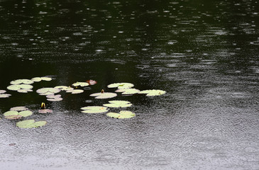 The surface of the lake with circles from raindrops. Water lilies.