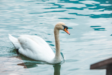 swans family in lake water close up