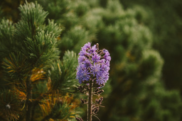 A close up of a flower