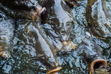 a lot of fish in the lake, with big mouths