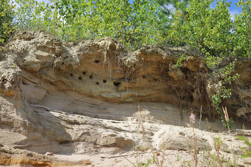 Obraz premium Birds' nests in a sheer sandy rock. Nature. Wild life.