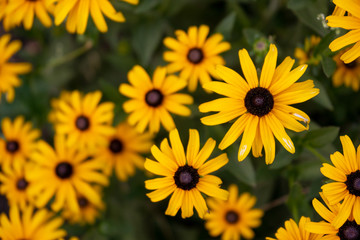 yellow summer flowers in a garden