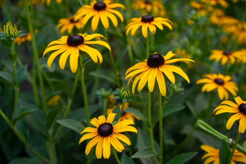 yellow summer flowers in a garden