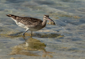 Whimbrel holding a crab, Bahrain