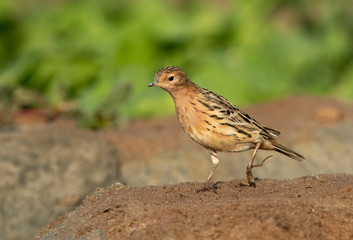 Red throated pipit on a mound in a farm, Bahrain