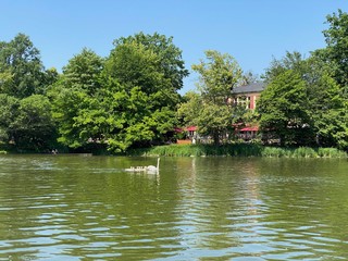 Fototapeta na wymiar Swan family swimming in a lake