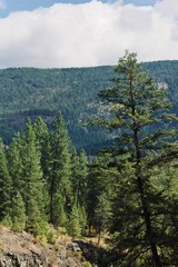Mountain Landscape with Trees
